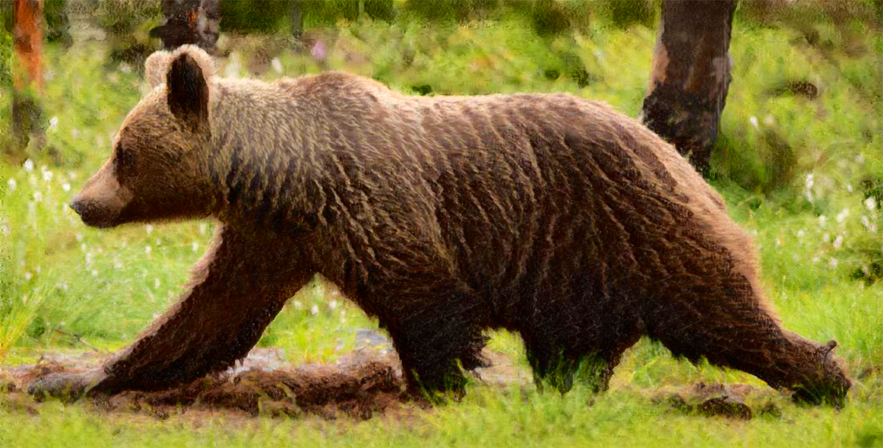 Response to Secretary of the Interior’s termination of North Cascades grizzly restoration plan