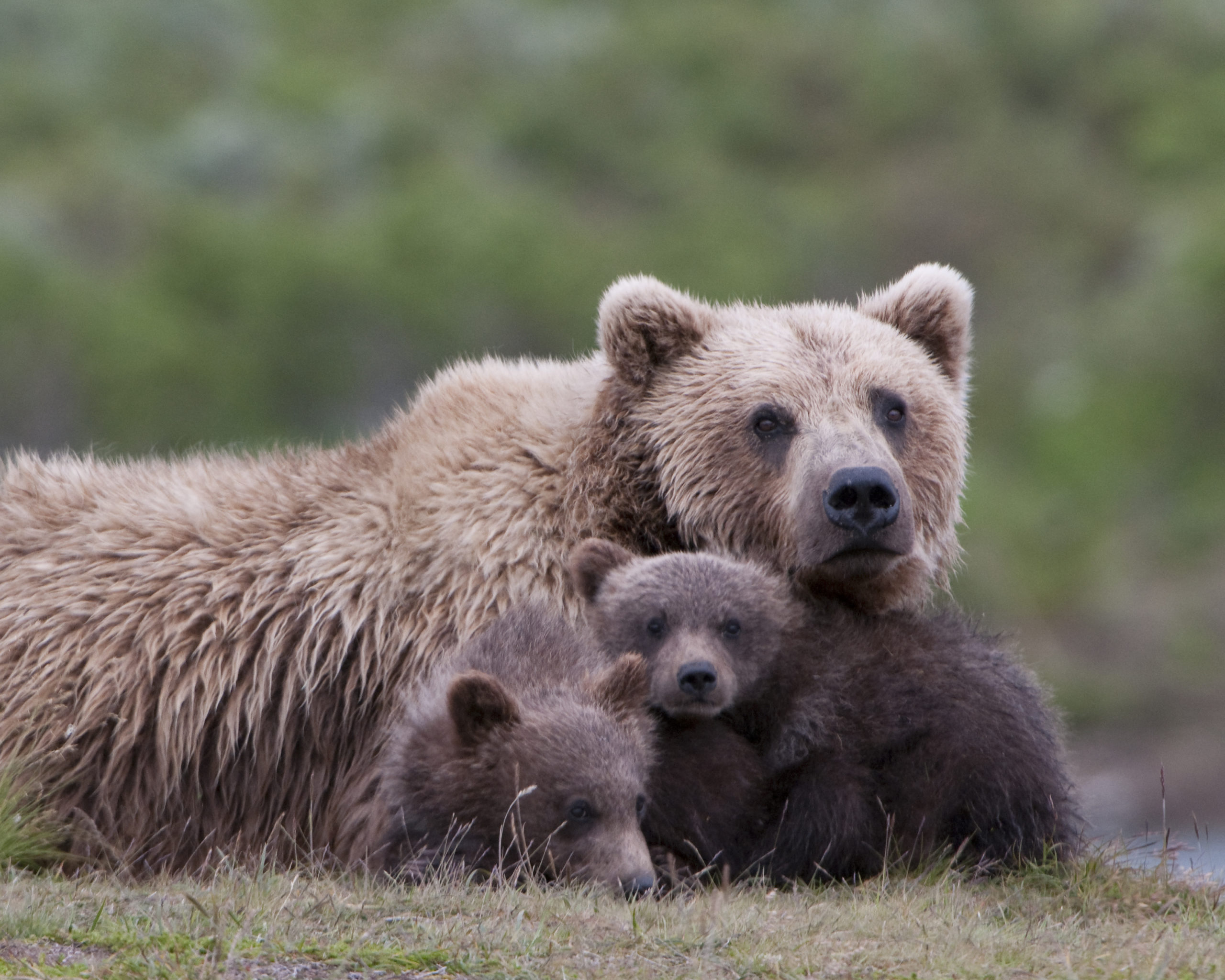 Wildlife Advocates Applaud Restart of Process to Potentially Return Grizzly Bears to North Cascades 