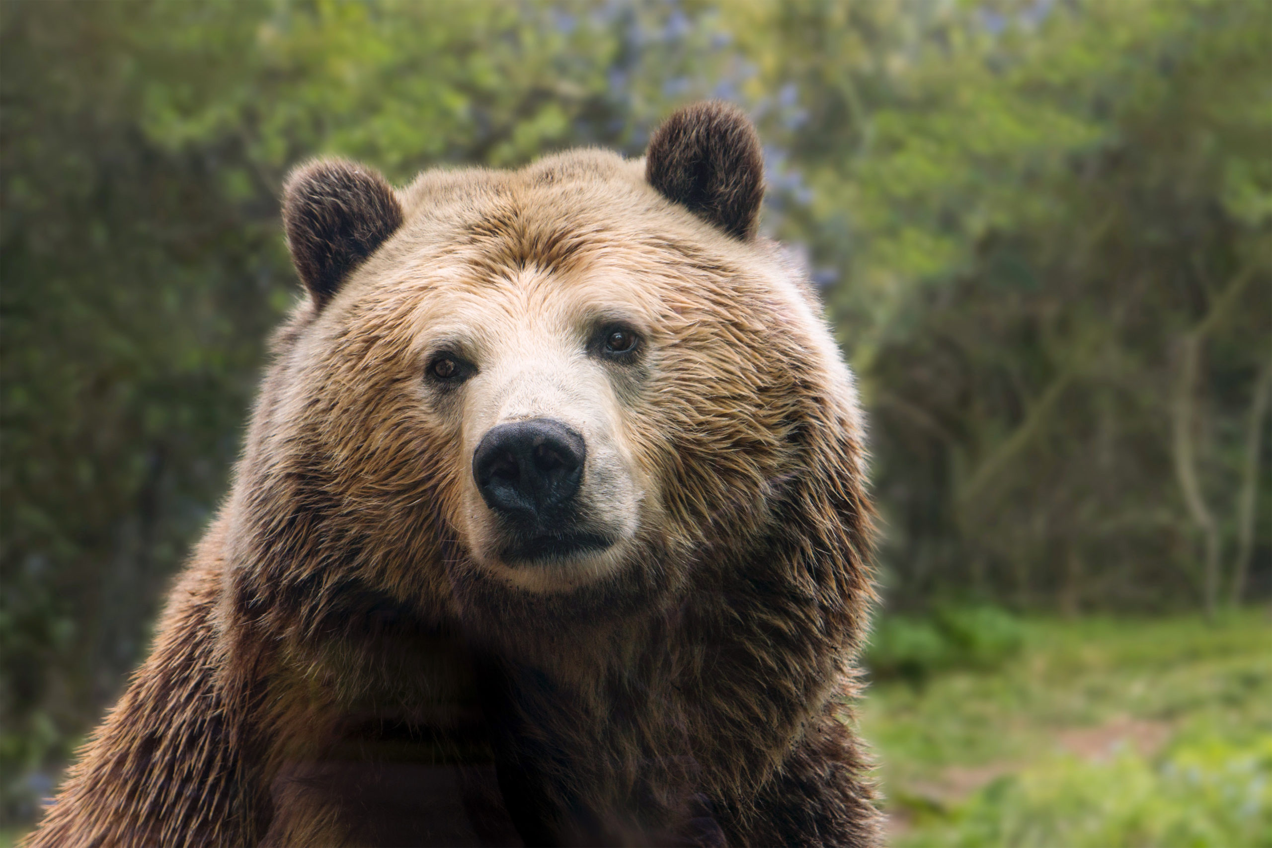 North Cascades grizzly bear restoration planning begins—again