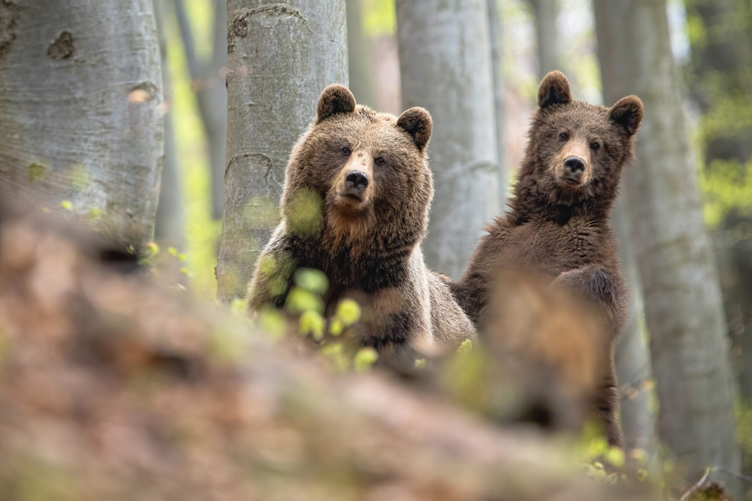 Friends of the North Cascades Grizzly Bear - Restoring a healthy population  of grizzly bears to the North Cascades.