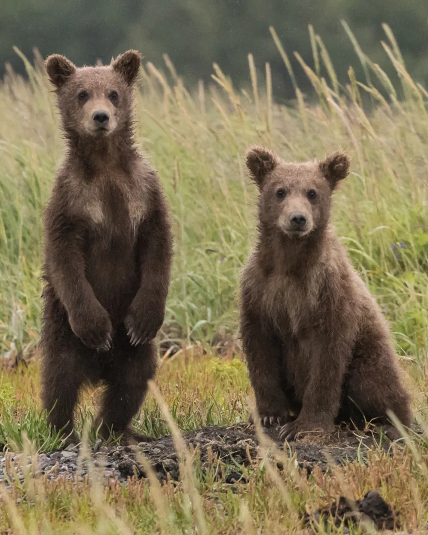 Join us and advocate for restoring grizzly bears to the North Cascades