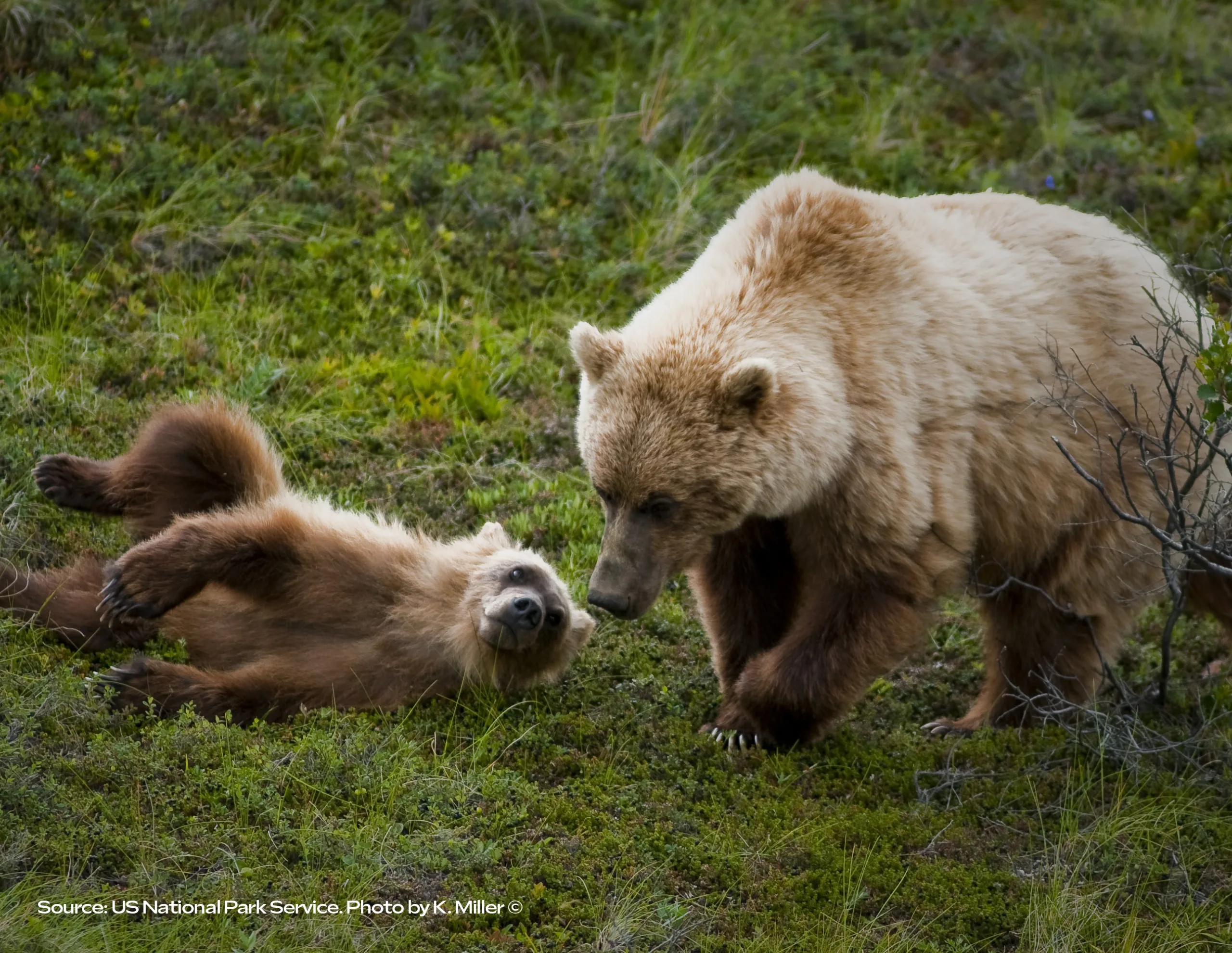 Long-Awaited North Cascades Grizzly Plan Should Restore Threatened Population 