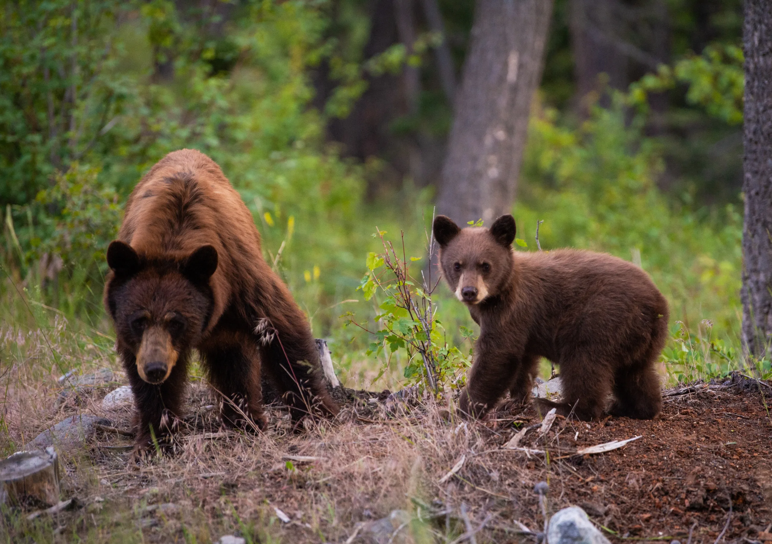 A momma bear and her cub, browsing around in the Boulder Valley, Montana.