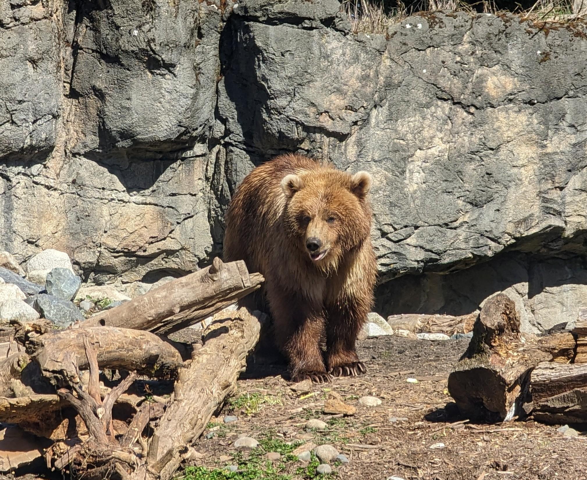 National Park Service Identifies ‘Preferred Alternative’ to Restore Grizzly Bears to the North Cascades