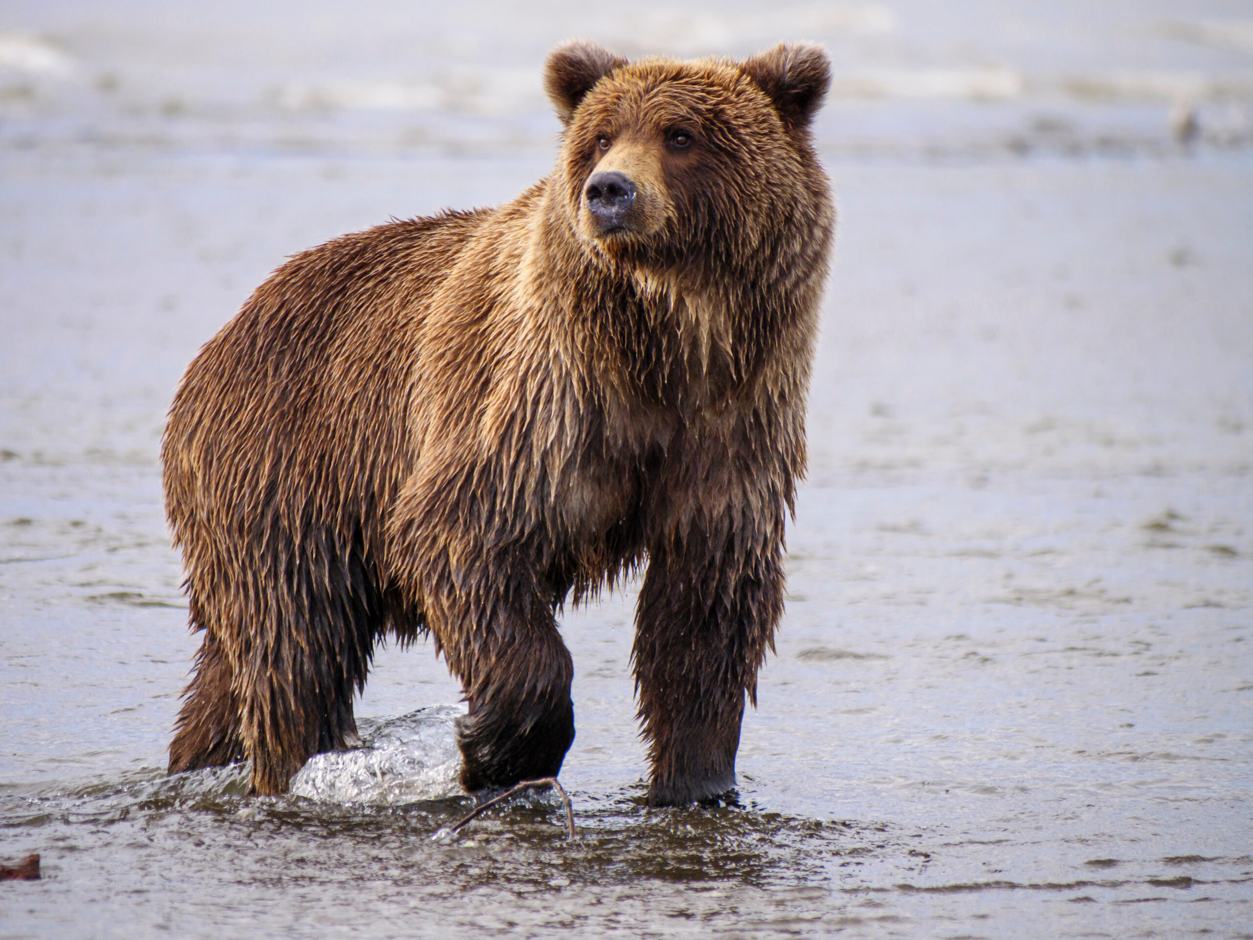 Conservation Groups Welcome the Return of the Grizzly to the North Cascades